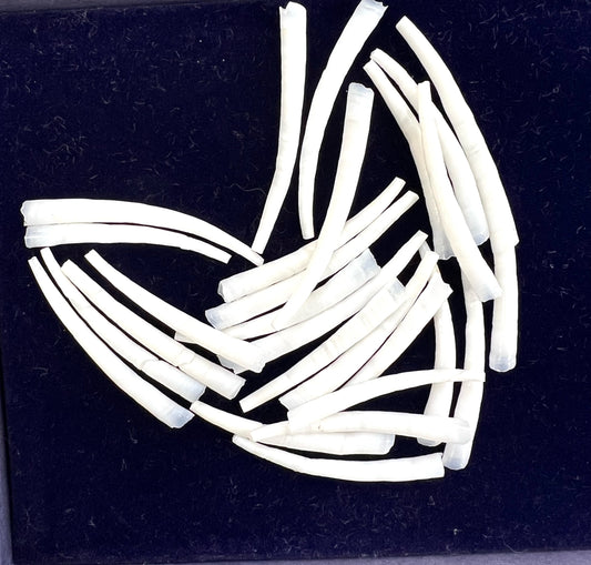 Dentaliums Shell Tusk Smooth 1" to 2"