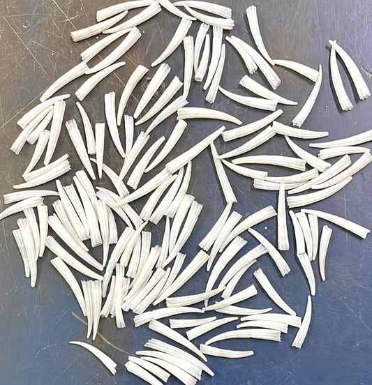 White Tusk Shell Dentaliums