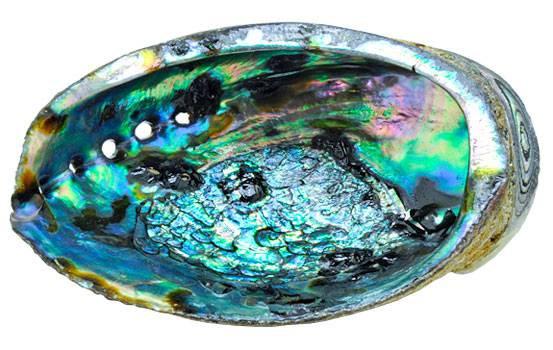 Abalone Shell