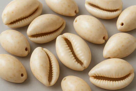 Natural Cowrie shell 1 Hole, Creamy White