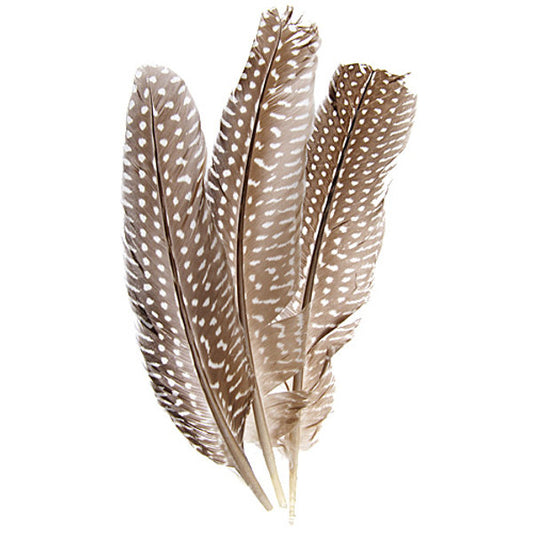 Guinea Fowl Quill Feathers