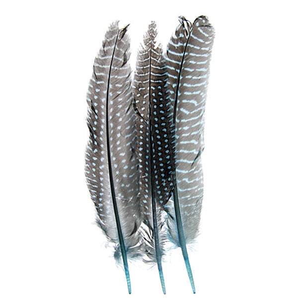 Guinea Fowl Quill Feathers